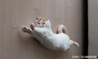 郑州爆料猫咪视频最新,萌宠瞬间引发网友热议 第2张 郑州爆料猫咪视频最新,萌宠瞬间引发网友热议 第2张